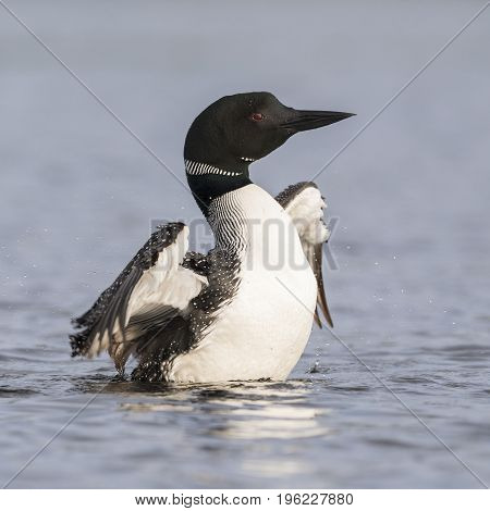 A Common Loon Flapping Its Wings To Dry Them After Preening In A Canadian Lake