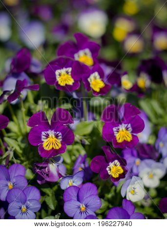 Pansy flowers at Doi Inthanon, Chiang Mai, Thailand