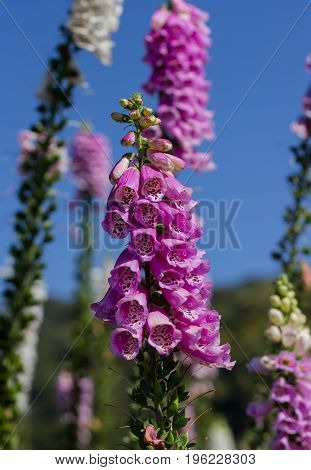 Beautiful Foxglove flowers at Doi Inthanon Thailand