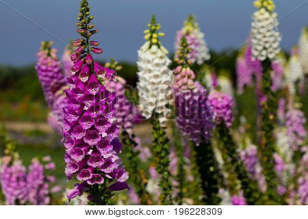 Beautiful Foxglove flowers at Doi Inthanon Thailand
