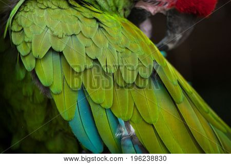 Green military macaw (Ara militaris). Plumage texture.