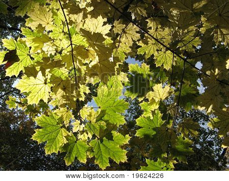 Foglie di acero In autunno