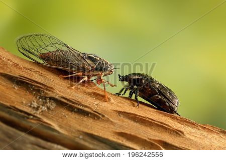 Cicada Euryphara and Rose chafer (cetonia aurata) on a twig looks at each other on  green background.