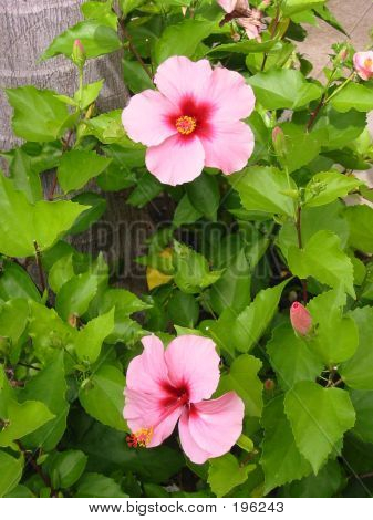 Hibiscus rose