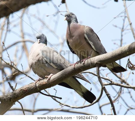 two doves in love on the tree in nature