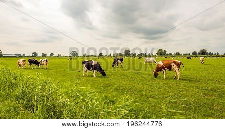 Panoramic overview of black and red spotted cows looking and grazing in the Dutch meadow on a cloudy day in the beginning of the summer season.