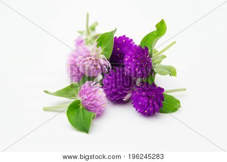 purple and pink flower on white background Gomphrena globosa