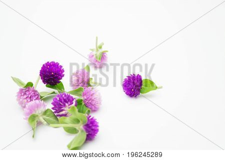 purple and pink flower on white background Gomphrena globosa