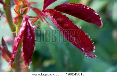 Rose leaves with dew drops lit by the sun.