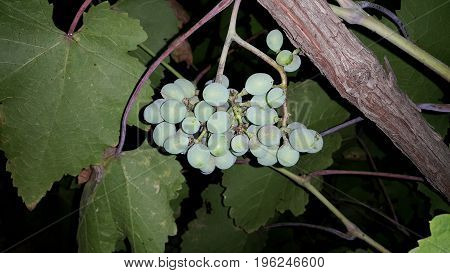 A bunch of wine grapes hang from a branch