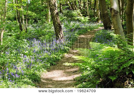Bluebell Woods