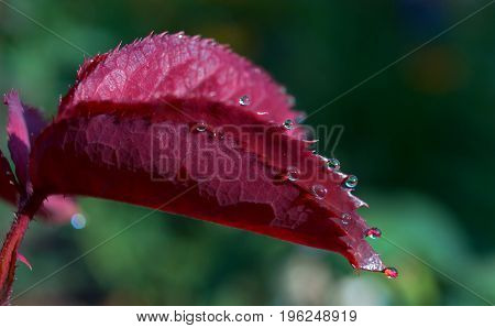 Leaf of rose with dew drops lit by the sun.