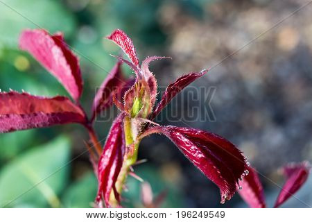 Rose leaves with dew drops lit by the sun.