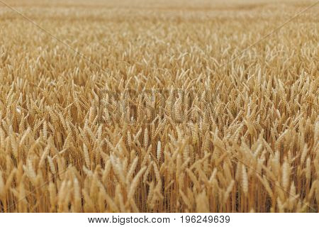 A Field Of Wheat with blue sky