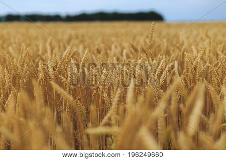A Field Of Wheat with blue sky