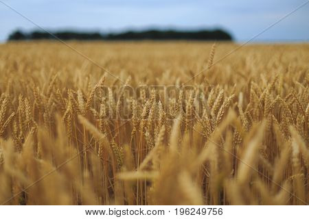 A Field Of Wheat with blue sky