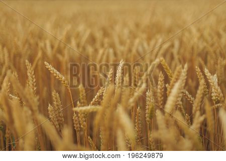 A Field Of Wheat with blue sky