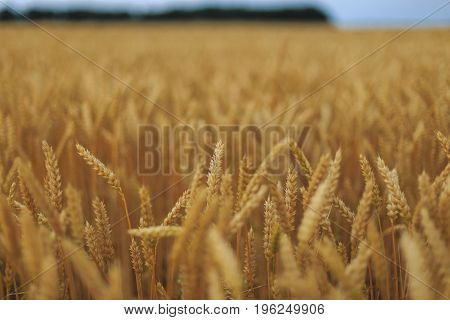 A Field Of Wheat with blue sky