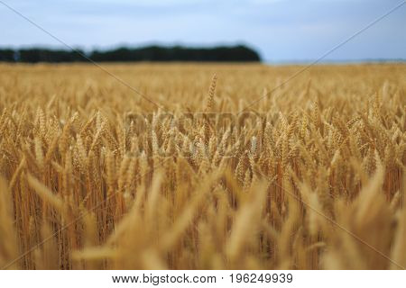 A Field Of Wheat with blue sky