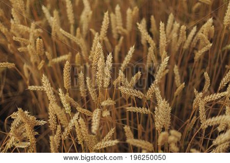 A Field Of Wheat with blue sky