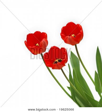 Tulip