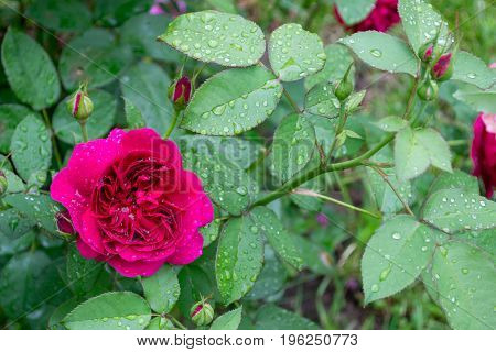 Background with blooming garden Rose after rain. Rain drops on rose flower