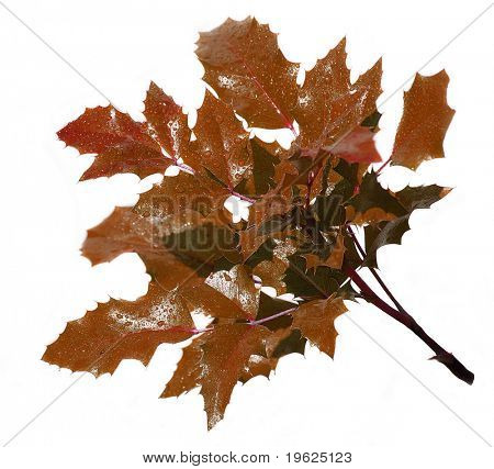 Tamminen twig