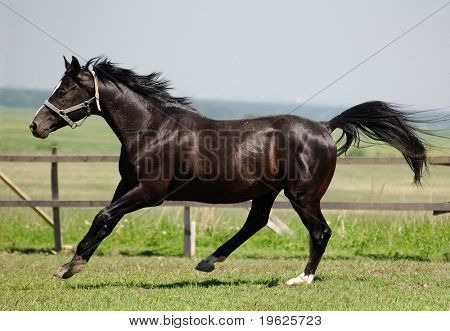 Trakehner negro semental
