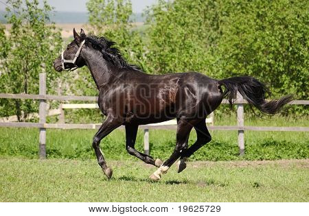 Trakehner negro semental