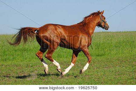 Semental Trakehner acedera
