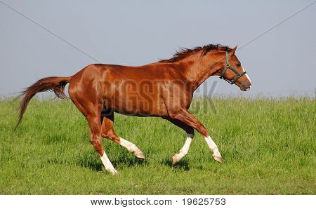 Semental Trakehner acedera