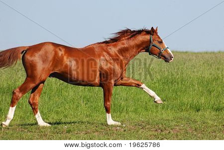 Semental Trakehner acedera