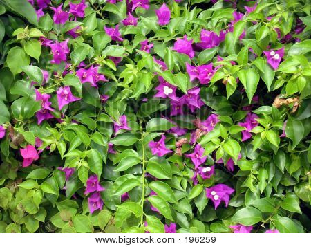 Fleurs violettes