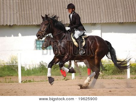 แสดงม้าจัมเปอร์ และจัมเปอร์แสดง