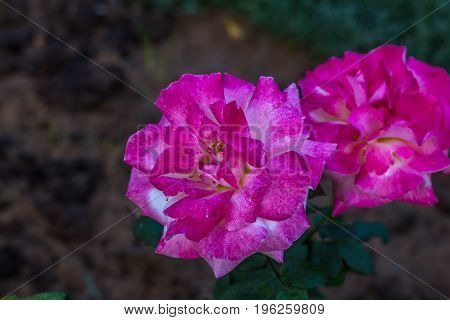 Early morning beautiful rose flower garden, dew on roses with awesome colors and verify with closer look, around fifty of verity of roses in this garden in New Delhi, India
