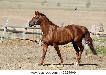 Semental Trakehner acedera