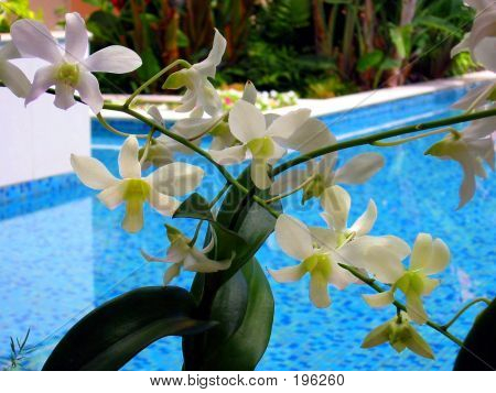 Orchidées blanches