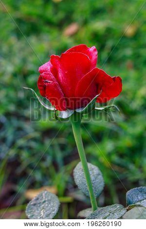 Early morning beautiful rose flower garden, dew on roses with awesome colors and verify with closer look, around fifty of verity of roses in this garden in New Delhi, India