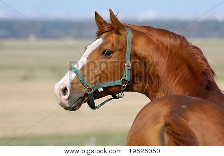 Semental Trakehner acedera
