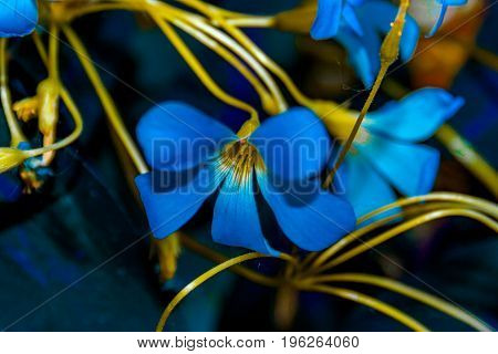 Oxalis Triangularis. Purple Shamrock.