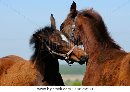 Bahía trakehner potros en campo