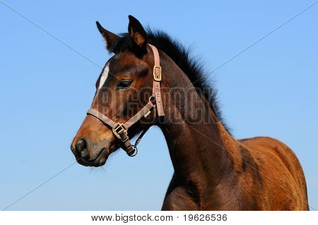 Retrato de Bahía trakehner potrillo