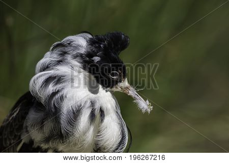 Messy eater. Male ruff (Calidris pugnax) with feathers stuck to beak. Seems to be hoping nobody has noticed. Funny animal meme potential.
