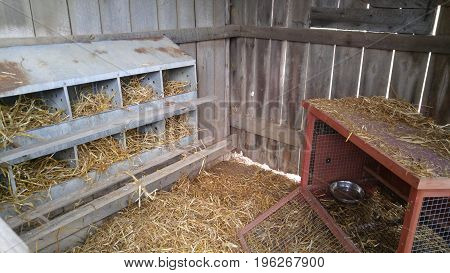 Interior of chicken coop with 10-hole nesting box.