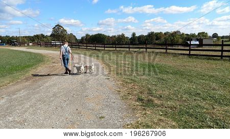 Young girl crossing driveway with two leashed Akbash puppies.
