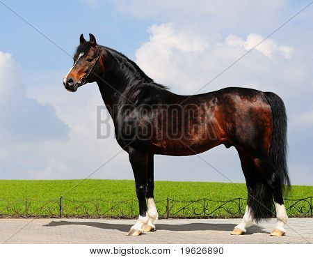 Semental Castaño trakehner - forma del caballo