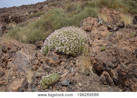 Flora of Tenerife Canary Islands - Pterocephalus lasiospermus scabious endemic to Tenerife