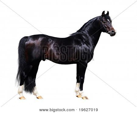 Semental negro trakehner - forma del caballo - aislado en blanco