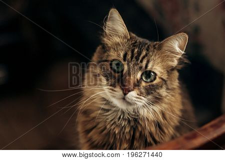 cute brown car looking with funny curious eyes sitting home in chair. space for text. adorable amazing moment