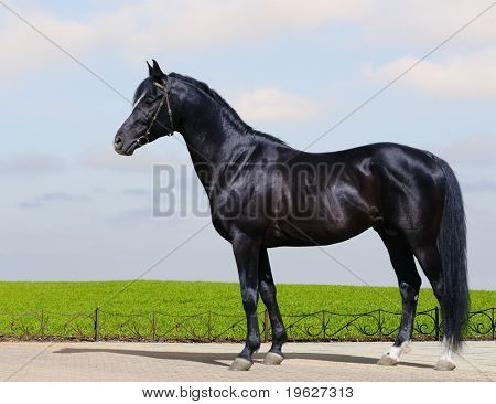 Trakehner negro semental - forma del caballo